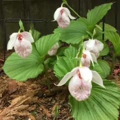 2025年最新】台湾クマガイソウの人気アイテム - メルカリ