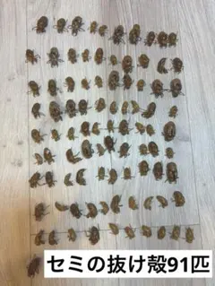 ヤゴの抜け殻標本 ヤゴの抜け殻コレクション！ | ゲンゴロウの里・SPIRIT