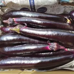 RUKA！長茄子12kg！朝採れ！！農家直送！！！ RUKA様専用！長茄子12kg！朝採れ！！農家直送！！！ - メルカリ