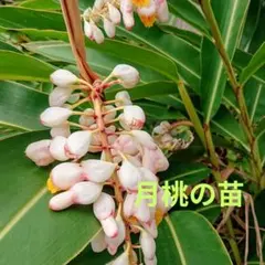 月桃の実12本 購入後収穫！事前コメント必須 花材 ステム長め ドライ