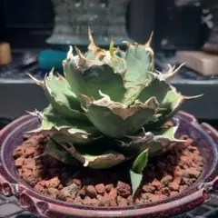 2025年最新】烈焔の人気アイテム - メルカリ