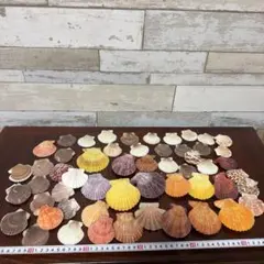 貝殻 ⑦大量セット 標本 インテリア