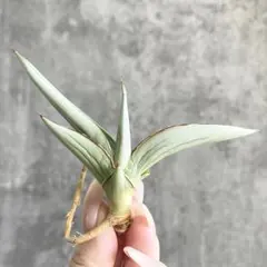 2026年最新】エアープランツ 希少の人気アイテム - メルカリ