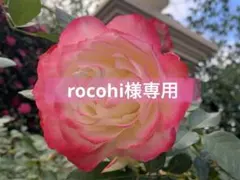 rocohi様専用