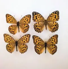 蝶標本 アサヒヒョウモン♂ 規制前の採集品 保存状態のよい個体です