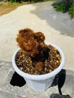 kunishiho様 リクエスト 2点 まとめ商品