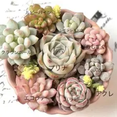 ゆり様 リクエスト 2点 まとめ商品　おまとめ50円割適用済み