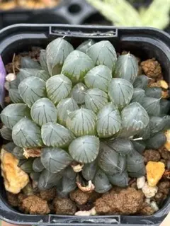 レアハオルチアコレクション・ブラックオブツーサ錦(極上錦)inわけけのお店 ハオルチアコレクション・ブラックオブツーサinわけけのお店