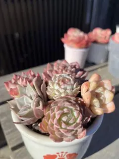 2026年最新】多肉 エケベリア セットの人気アイテム - メルカリ