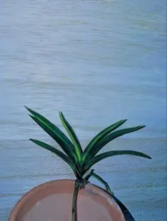 2026年最新】富貴蘭 牡丹の人気アイテム - メルカリ