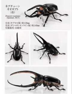 いきもの大図鑑　ネプチューンオオカブト　オンライン版