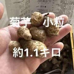 菊芋　小粒