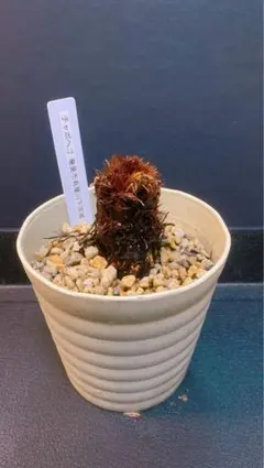 2026年最新】ヘゴの人気アイテム - メルカリ