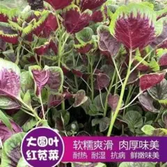 smile926様 リクエスト 3点 まとめ商品