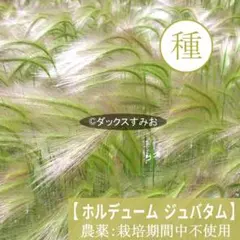 【 ホルデューム ジュバタム 】種 50粒　リスのしっぽ 多年草