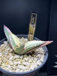 12日まで値引きパライシ　パラサナ✖️イシスメンシス アガベ イシスメンシスxパラサナ | mana's farm:塊根植物