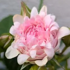 2026年最新】レア薔薇苗の人気アイテム - メルカリ