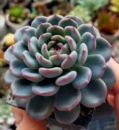 2025年最新】ミックスベリアの人気アイテム - メルカリ