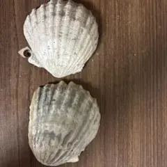 merkp様 リクエスト 2点 まとめ商品