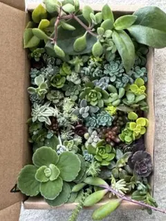 セダムカット苗詰め合わせ　寄せ植え【A】 多肉植物