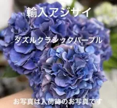 輸入アジサイ 苗木 ダ2 同梱包 専用ページ - メルカリ