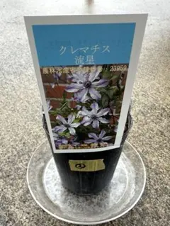 クレマチス 流星 ② 希少　入手困難　人気品種 2026年最新】クレマチス苗 流星の人気アイテム - メルカリ