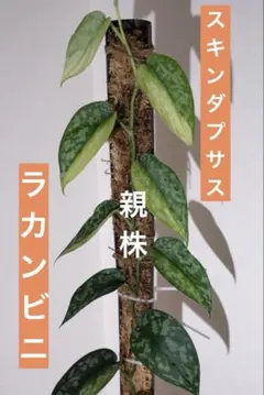 スキンダプサス ラカンビニ 1 - メルカリ