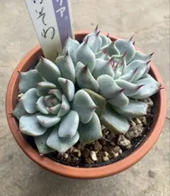 ミックスベリア そわそわ 多肉植物 おらいさん苗 - メルカリ