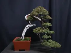 k*e様 フォロワー100人記念　サービスオークション　真柏　樹高45cm k*e様 フォロワー100人記念 サービスオークション 真柏 樹高45cm k*e様