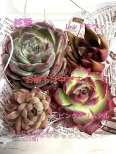 ❤︎多肉植物 エケベリアカット苗詰め合わせセット寄せ植え 韓国苗④❤︎