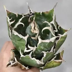 2026年最新】アガベ ブラック&ブルーの人気アイテム - メルカリ