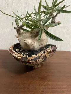 2025年最新】阪本健 鉢の人気アイテム - メルカリ