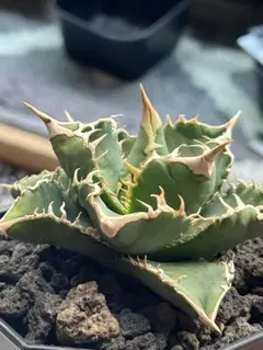 2026年最新】白豪刺の人気アイテム - メルカリ