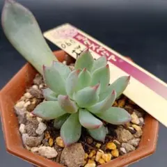 2025年最新】桜鬼 おらいさんの人気アイテム - メルカリ