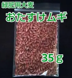 풋거름 보리 플러스 밀 35g