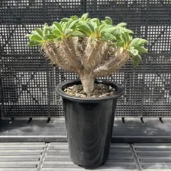 ユーフォルビア ギラウミニアナ 塊根植物 コーデックス 実生
