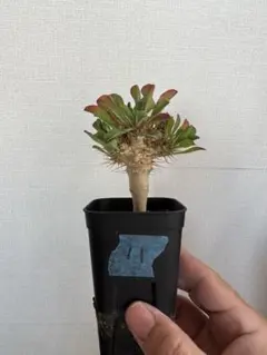 2025年最新】ユーフォルビア ギラウミニアナの人気アイテム - メルカリ