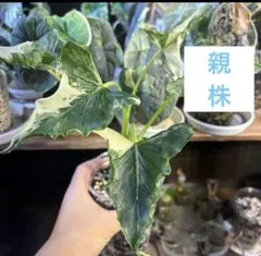 アロカシア ヴェノム オーレア 芋 1つ 発根済み - メルカリ