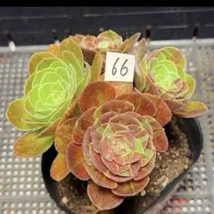 51 #観葉植物 アエオニウム錦❤️ブロンズメダル錦❤️甜茶❤️7大頭