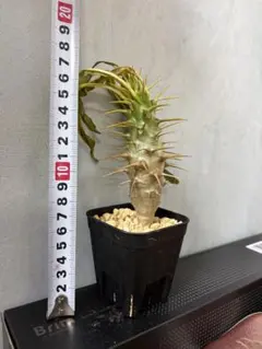 TAKERU様 リクエスト 2点 まとめ商品