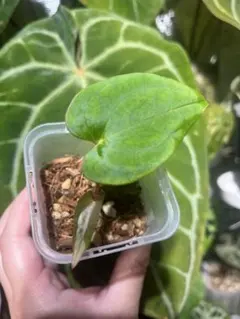 2026年最新】アンスリウムの人気アイテム - メルカリ