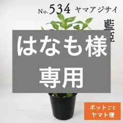 笹様専用 【ポットごとヤマト便390】ヤマアジサイ3点 - メルカリ