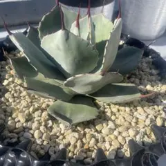 ランナー付き　特売　本日限定　選抜株　　[引き取り可能]　パリートランカータ 2025年最新】アガベ パリートランカータの人気アイテム - メルカリ