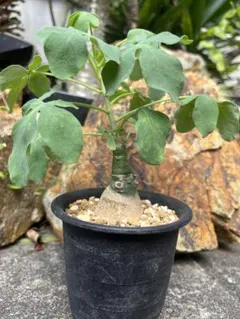 最終値下げ　アデニアグラウカ アデニアグラウカ | STORES