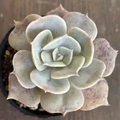 2026年最新】リラシナの人気アイテム - メルカリ