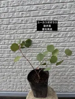 新芽沢山　匿名発送　ユーカリポポラス　土根付き抜き苗　ハーブ花粉症に庭木鉢植えのサムネイル