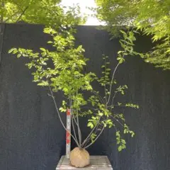 山採り天然 アオダモ 4本株立ち 3 - メルカリ