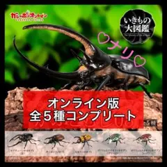 全5種セット　【オンライン版】　いきもの大図鑑かぶとむし08　昆虫　生き物