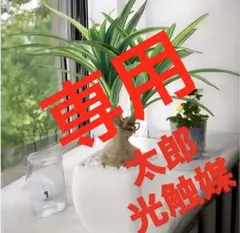 光触媒 人工観葉植物 フェイクグリーン カレックスポット ボールグラス 