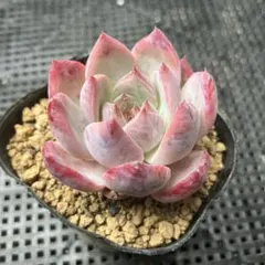 2025年最新】多肉植物 リンゼアナの人気アイテム - メルカリ